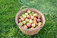 Willow basket with apples 'Kaiser Wilhelm'