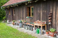 Sheltered by a wooden garden shed, young plants in pots on table and tin watering cans are lined up, small rabbit hutch, Planting includes, Hosta, Saxifraga Sempervivum