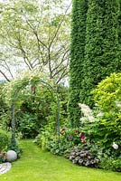 Thuja occidentalis 'Smaragd' dominate a garden border with a rose arch over a lawn 