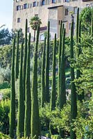 Mediterranean cypresses with the castle of Trautmannsdorf, Italy