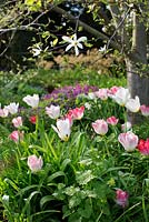 Tulipa 'Flaming Purissima' planted under Magnolia kobus in spring garden 