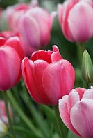 Tulipa 'Pink Impression, Tulip Salmon Impression, Darwin Hybrid