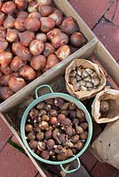 Spring bulbs, tulip bulbs in wooden crate and paper bags ready to plant out in garden in autumn.