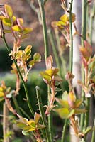 Rosa - pruned rose bushes with new shoots 