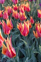 Tulipa 'Fly Away'