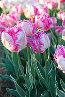 Tulipa 'Silver Parrot' with variegated foliage