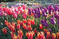 Tulipa 'Fly Away', Tulipa 'Purple Dream' and Tulip 'Apricot Impression'