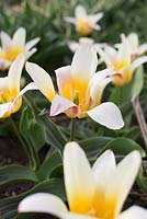 Tulipa 'Johann Strauss' - dwarf variety