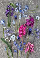 Montage of spring bulbs - hyacinth, Puschkinia scilloides var. libanotica, muscari and Scilla 