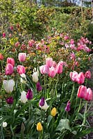 Tulips in border using rose bushes for support. Includes Tulipa 'Pink Impression' and 'Salmon Impression'