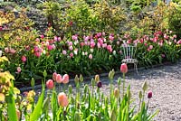 Spring border with tulips including Tulipa 'Pink Impression' and 'Salmon Impression'