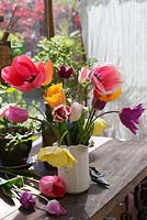 Vase of tulips from the garden in ceramic jug on windowsill. Varieties include 'Akebono', 'Pink Impression', 'Salmon Impression', 'Fontainebleau', 'Burgundy' and 'Cynthia'