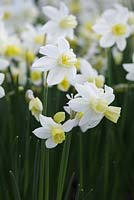 Narcissus 'Sailboat' - April, Norway