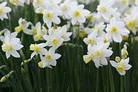 Narcissus 'Sailboat' - April, Norway