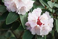 Rhododendron uvarifolium - April, Norway