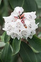 Rhododendron uvarifolium