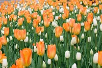 Tulipa 'Orange Monarch' and Tulipa 'White Dream' - May, Norway