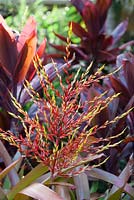 Combination of Aechmea blanchetiana 'Orange Form' syn. Aechmea laxiflora with Cordyline fruticosa 'Red Bull' - December, Florida