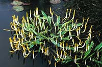 Orontium aquaticum in the Horse Pond at Great Dixter. Golden club, Floating arum