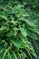 Polystichum Setiferum 'Plumosum Densum'. Mossy Soft Shield Fern