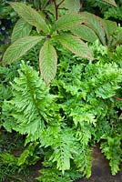 Polypodium cambricum 'Prestonii' between paving slabs and a rodgersia