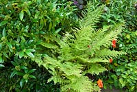 Athyrium filix-femina 'Clarissima Jones' with Skimmia x confusa 'Kew Green'. Lady fern or common lady-fern