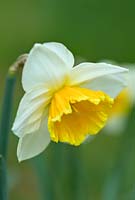 Narcissus 'Chinook' Division 2 pre-1952