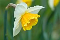 Narcissus 'Chinook' Division 2 pre-1952