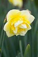 Narcissus 'Jersey Roundabout' Division 4