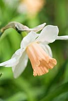 Narcissus 'Queensland'