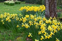 Dwarf daffodils growing under a cherry tree. Narcissus 'February Gold' foreground, 'Charity May' and 'Peeping Tom'