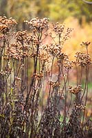 Vernonia fasciculata seedheads. Ironweed