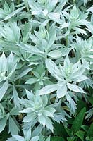 Artemisia ludoviciana 'Valerie Finnis' AGM - Western mugwort
