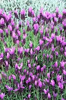 Lavandula stoechas subsp. pedunculata 'James Compton' AGM. French lavender