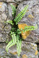 Asplenium trichomanes - Maidenhair spleenwort growing in a wall