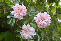 Rosa 'Francois Juranville' - Rambling rose