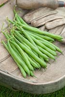 Freshly picked French beans in Sussex trug. July.