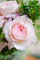 Pink rose in an arrangement. Rose 'Keira' a cut flower variety from David Austin Roses