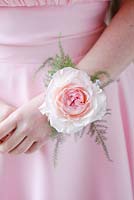Pink rose in a wrist corsage for a wedding. Rose 'Keira' a cut flower variety from David Austin Roses