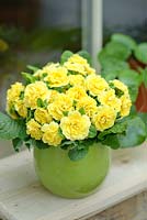 Primula 'Belarina' Rosette Butter Yellow. Double primrose.