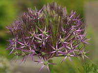 Allium cristophii, ornamental onion, produces in late spring huge heads made up of dozens of tiny purple flowers. 