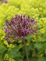 Allium cristophii, ornamental onion, a bulb with large round heads made up of scores of tiny, purple flowers. Offset against backdrop of lime green Alchemilla mollis.