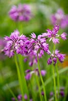Allium cyathophorum. A member of the ornamental onion family. Flowers from spring into summer.