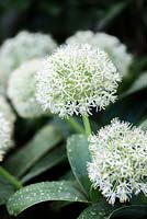 Allium karataviense, a bulbous, herbaceous perennial with broad, paired, glaucous green leaves tinged with white flowers in short-stalked, rounded clusters.