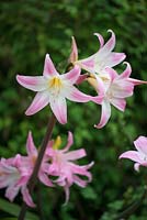 Amaryllis belladonna - Belladonna Lily, a bulbous perennial with thick straplike leaves and large pink flowers from late summer