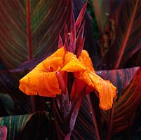 Canna 'Tropicanna Phasion', perennial with striking orange flowers and striped leaves.