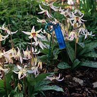 Erythronium citrinum x hendersonii, dogs tooth violet, a bulbous perennial bearing pretty flowers in creamy yellow in spring. Wildside Hybrid 27.