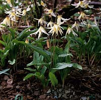 Erythronium citrinum x hendersonii, dogs tooth violet, a bulbous perennial bearing pretty flowers in yellow  in spring. Wildside Hybrid 27.