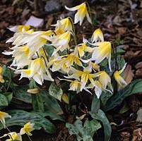 Erythronium multiscapoideum, dogs tooth violet, a bulbous perennial bearing pretty flowers in yellow and white in spring.