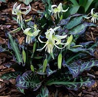 Erythronium califormicum 'Of Gardens', dogs tooth violet, a bulbous perennial bearing pretty flowers in yellow in spring.